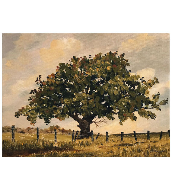 An old tree with leaves just starting to turn color and sheep grazing